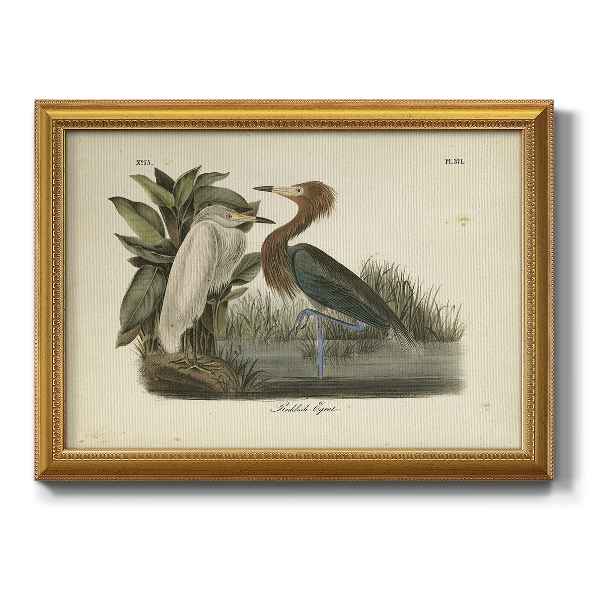 Audubons Reddish Egret Premium Framed Canvas- Ready to Hang