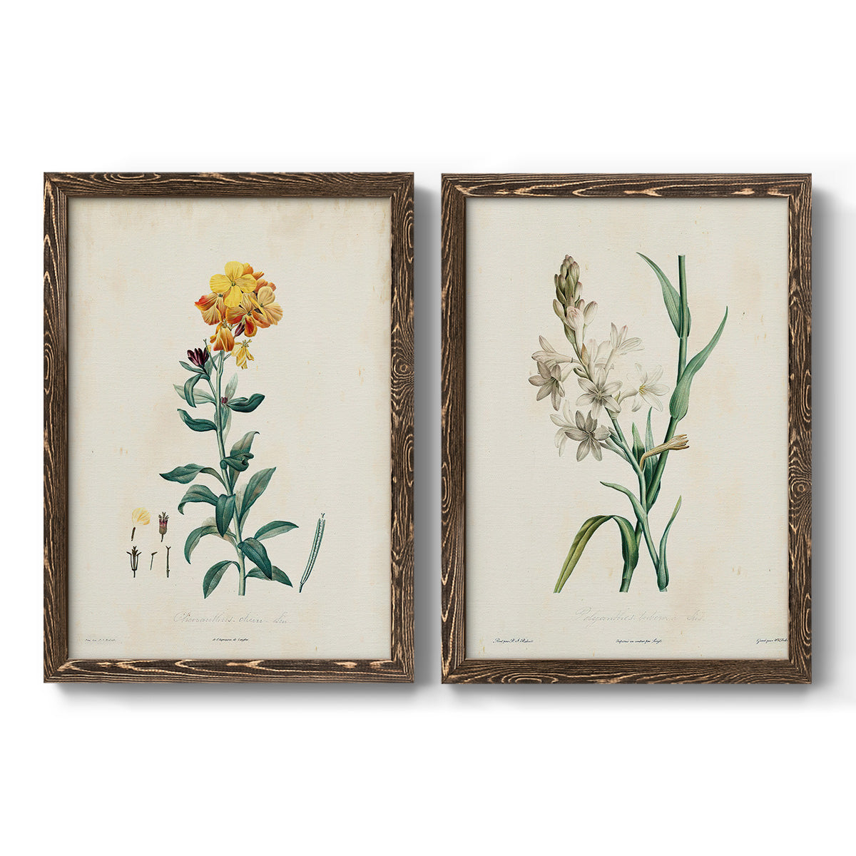 Traditional Botanical III - Premium Framed Canvas 2 Piece Set - Ready to Hang