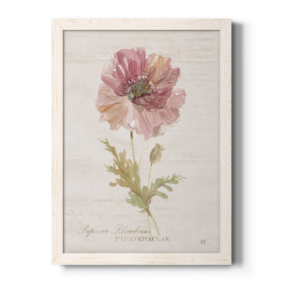 Soft Poppy - Premium Canvas Framed in Barnwood - Ready to Hang