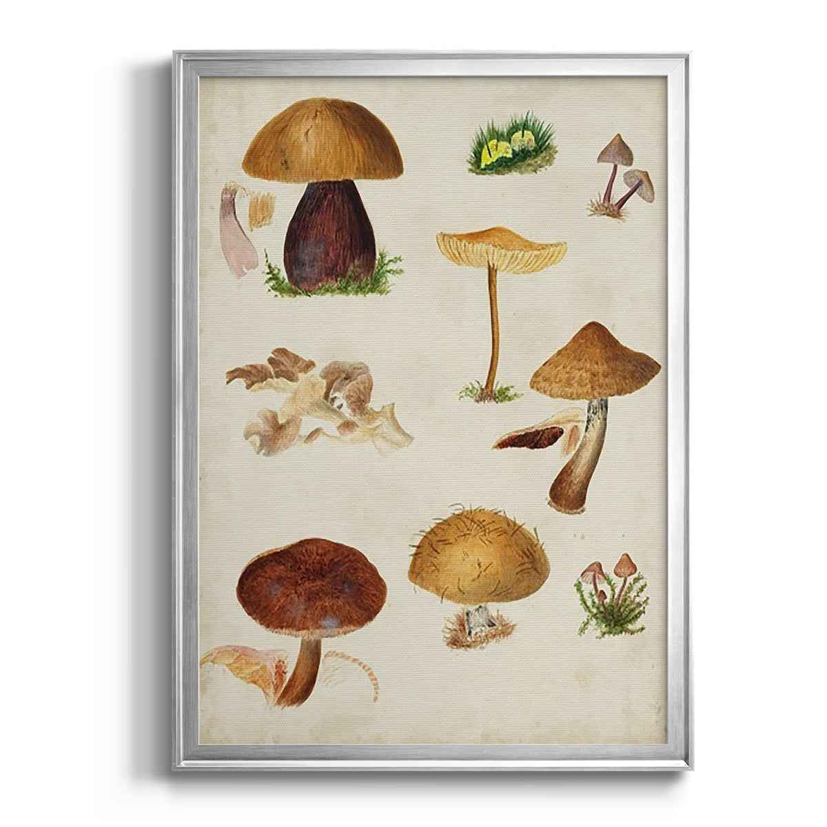Mushroom Species II - Modern Framed Canvas Print