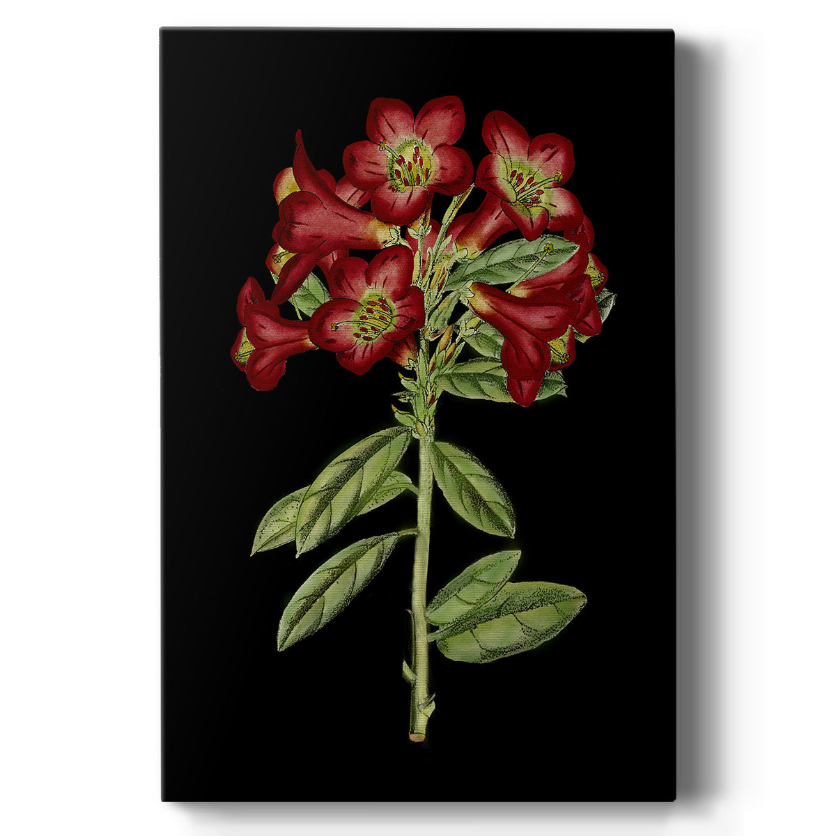 Crimson Flowers on Black (A) IV - Canvas Art Print