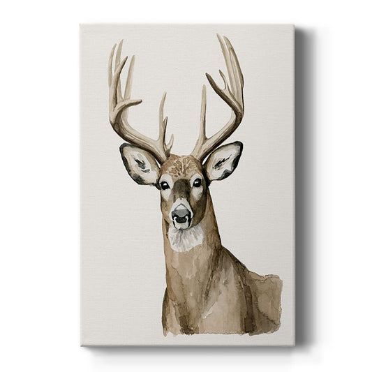 Handsome Whitetail I - Canvas Art Print