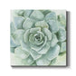 Verdant Succulent I-Premium Gallery Wrapped Canvas - Ready to Hang