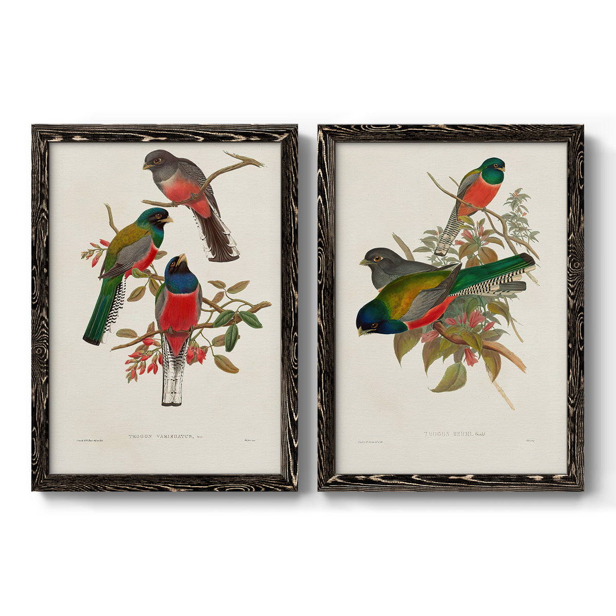 Elegant Trogons IX - Premium Framed Canvas 2 Piece Set - Ready to Hang