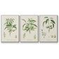 Antique Almond Botanical I - Floater Framed Canvas Set