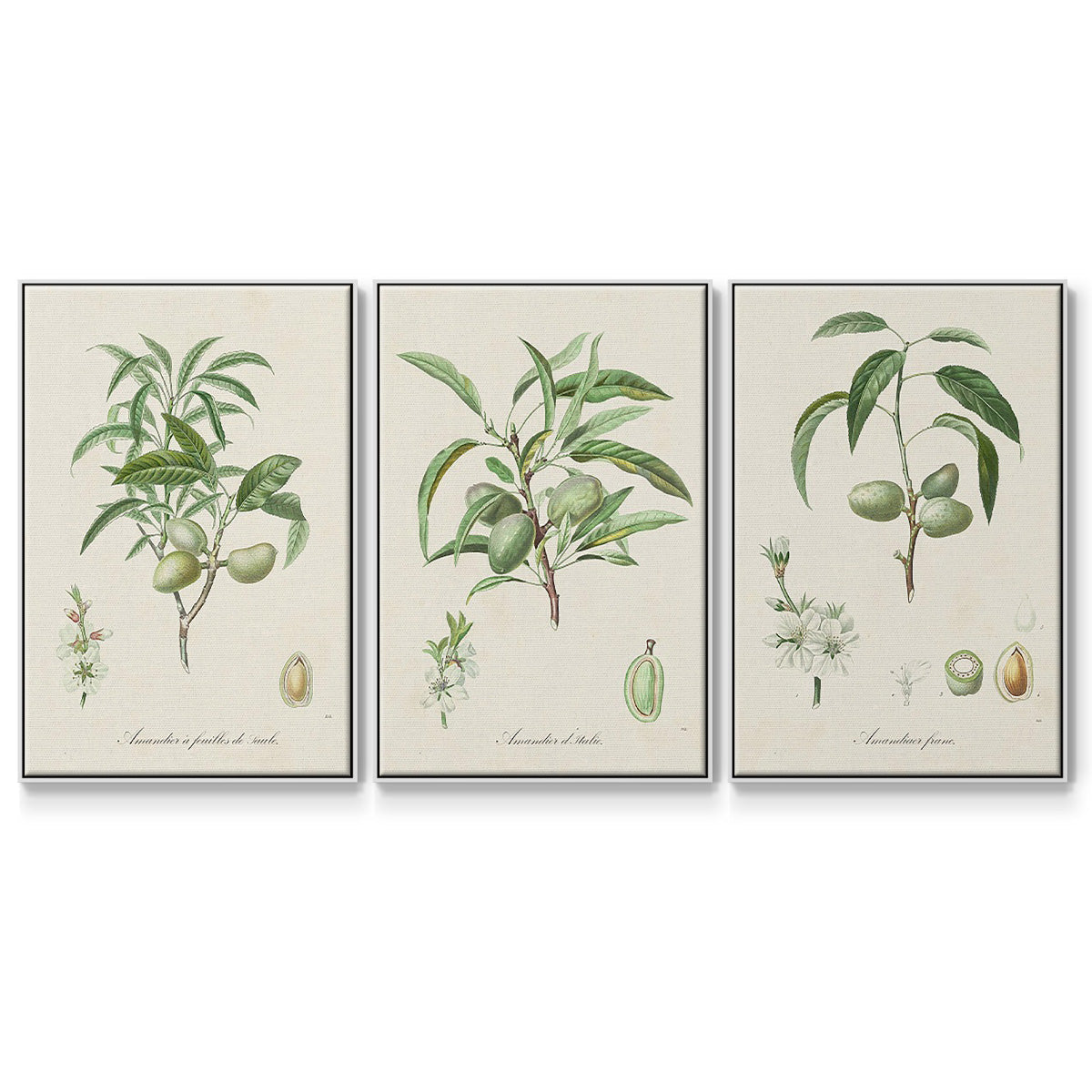 Antique Almond Botanical I - Floater Framed Canvas Set