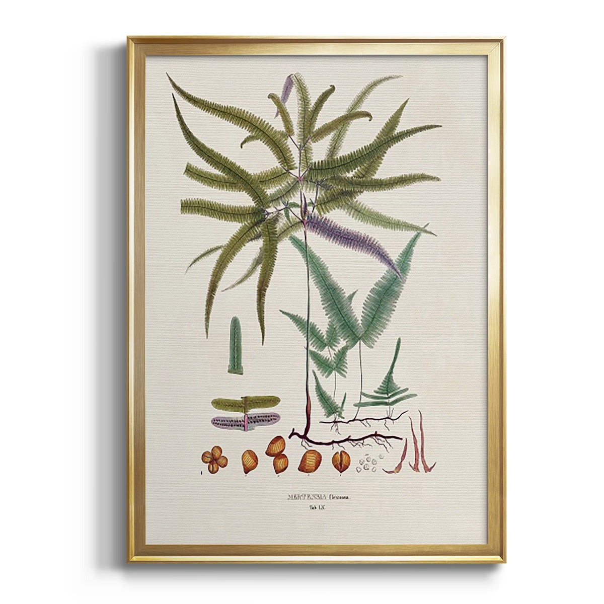 Botanical Society Ferns VIII - Modern Framed Canvas Print