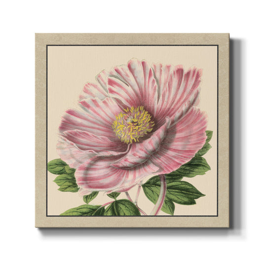 Peony Collection II - Canvas Art Print