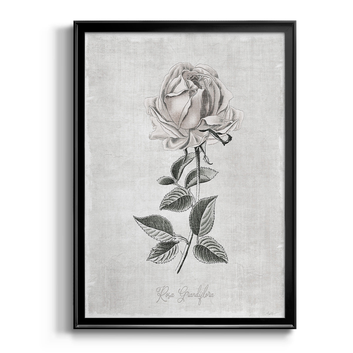 Vintage Botanical II - Modern Framed Canvas Print