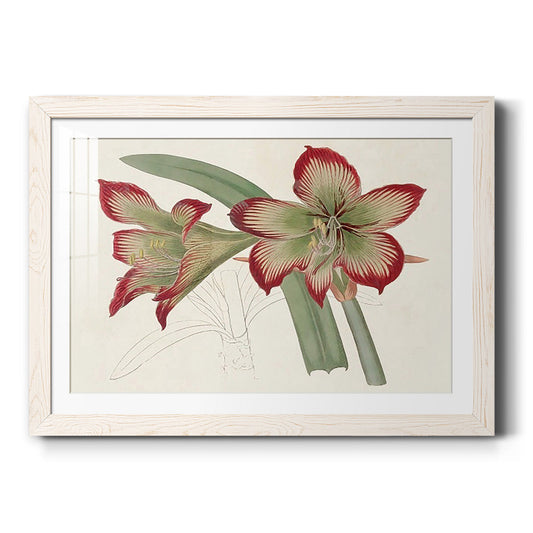 Amaryllis Varietals IV-Premium Framed Print - Ready to Hang