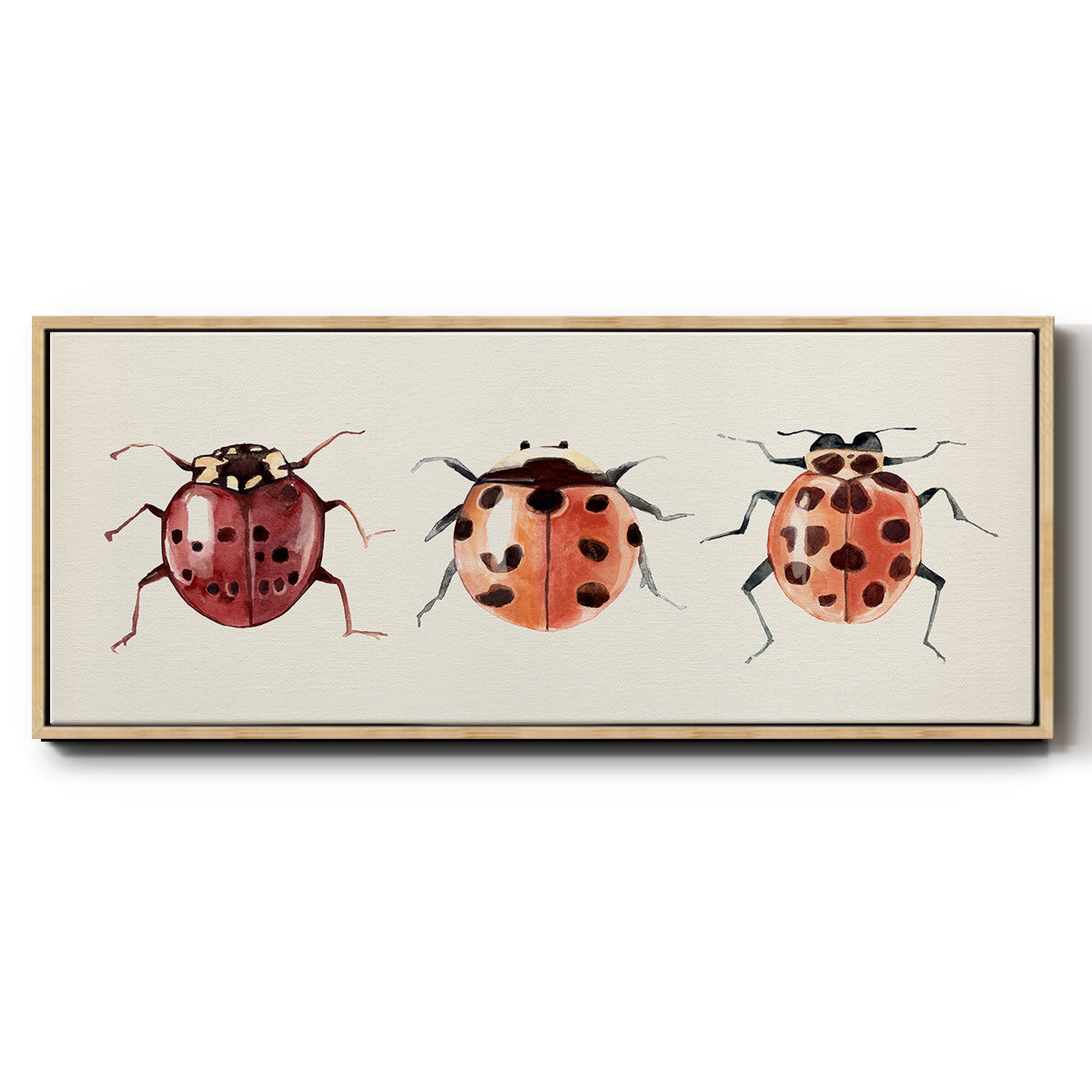 Ladybug Display I - Floater Framed Canvas Print