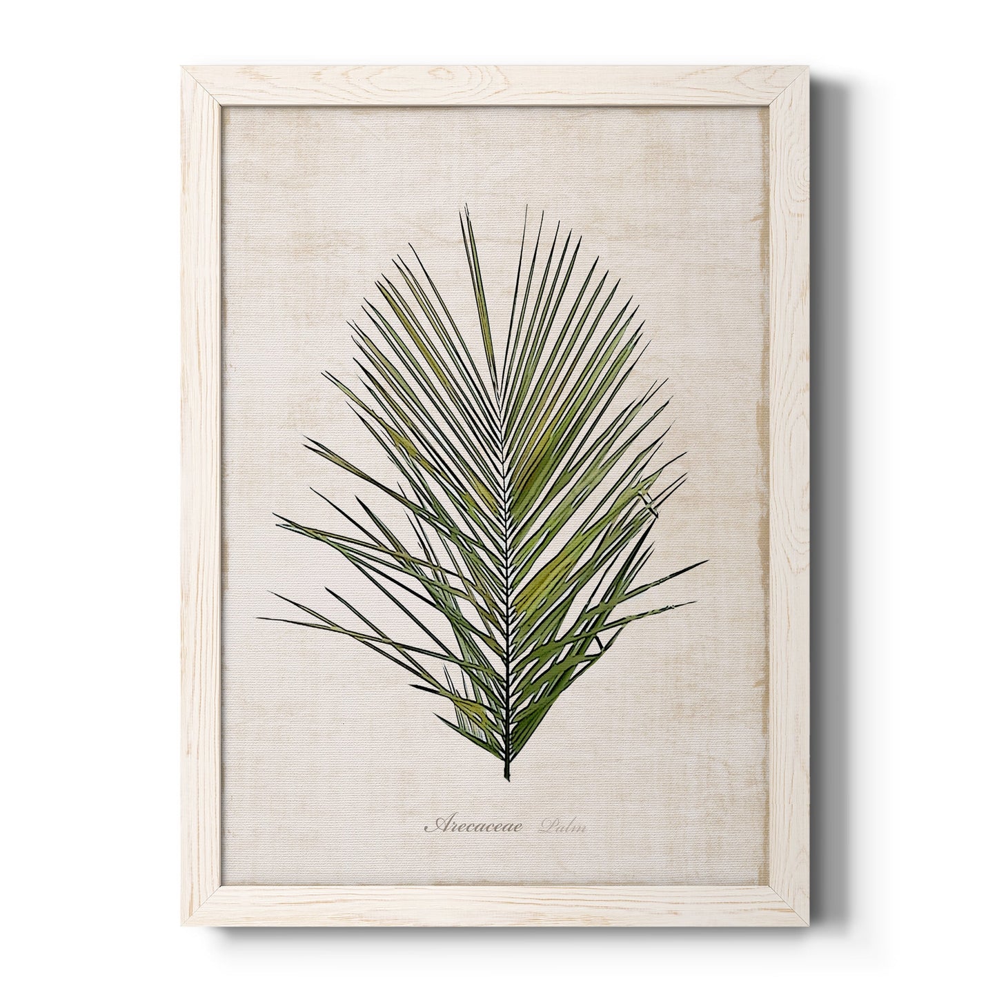 Palm Botanical I - Barnwood Framed Canvas Print