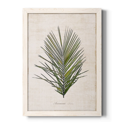 Palm Botanical I - Barnwood Framed Canvas Print