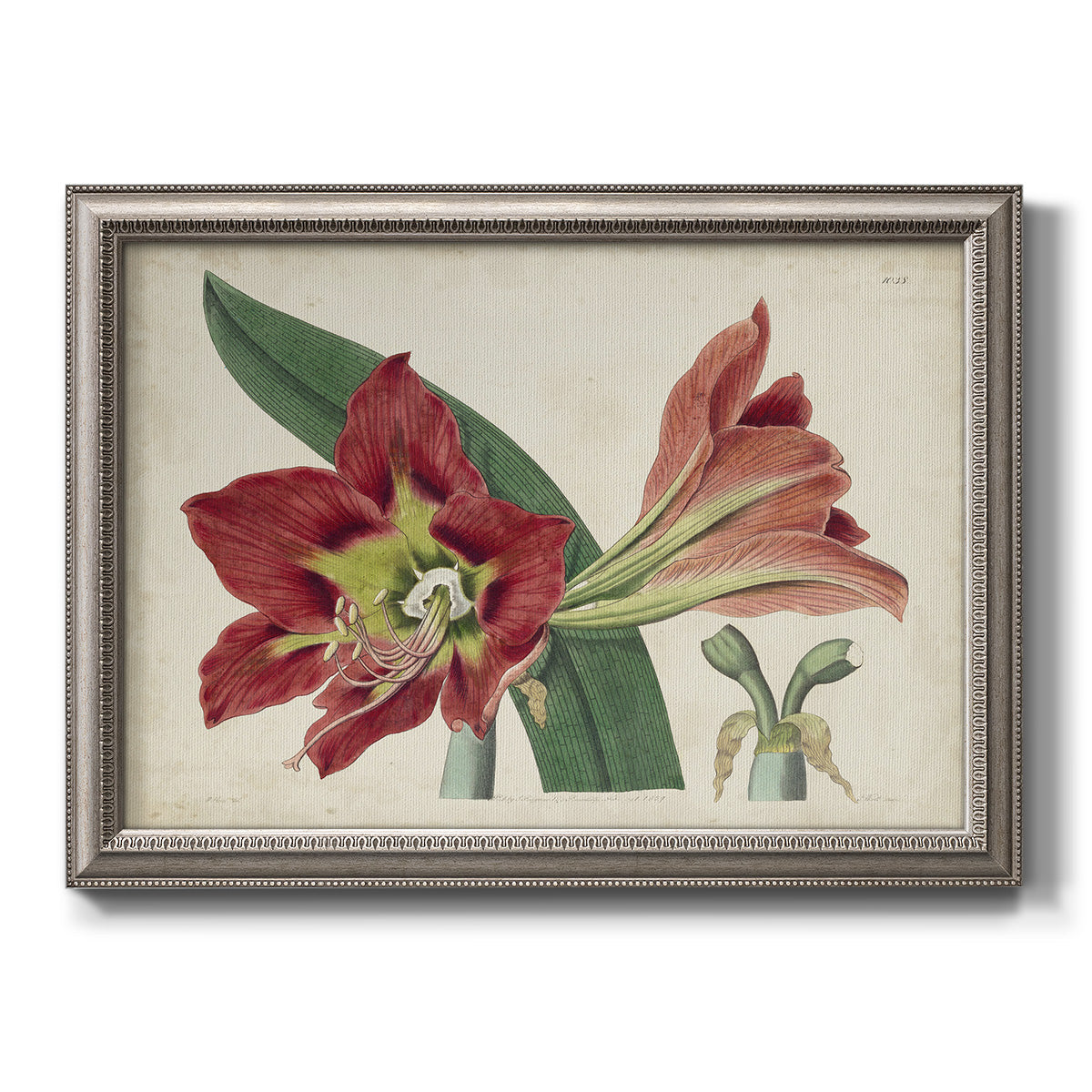Antique amaryllis botanical flower illustration printed on canvas in an ornate vintage silver frame.