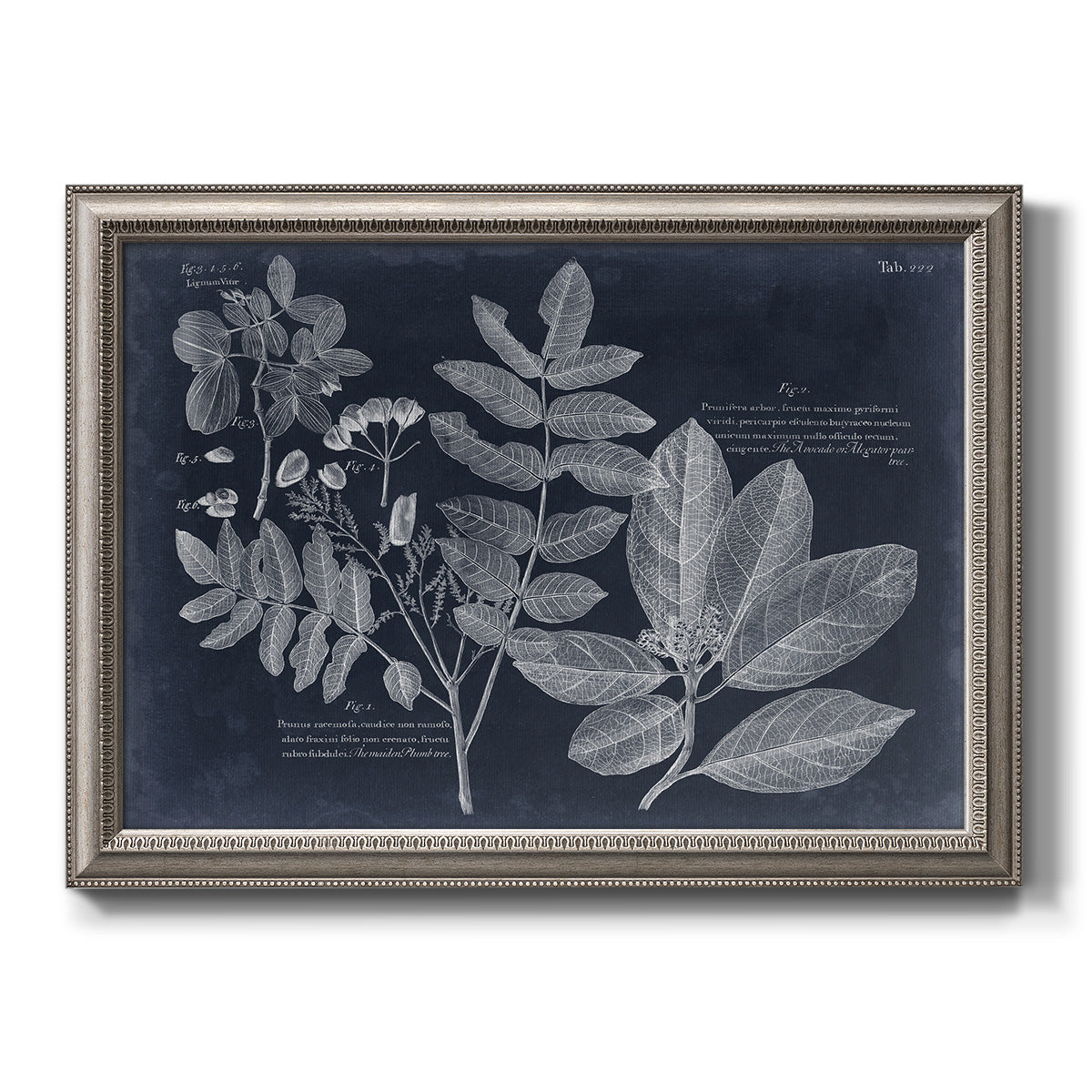 Antique botanical foliage artwork on navy background printed on canvas in an ornate vintage silver frame.