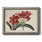 Vintage amaryllis botanical illustration printed on canvas in an ornate vintage silver frame.