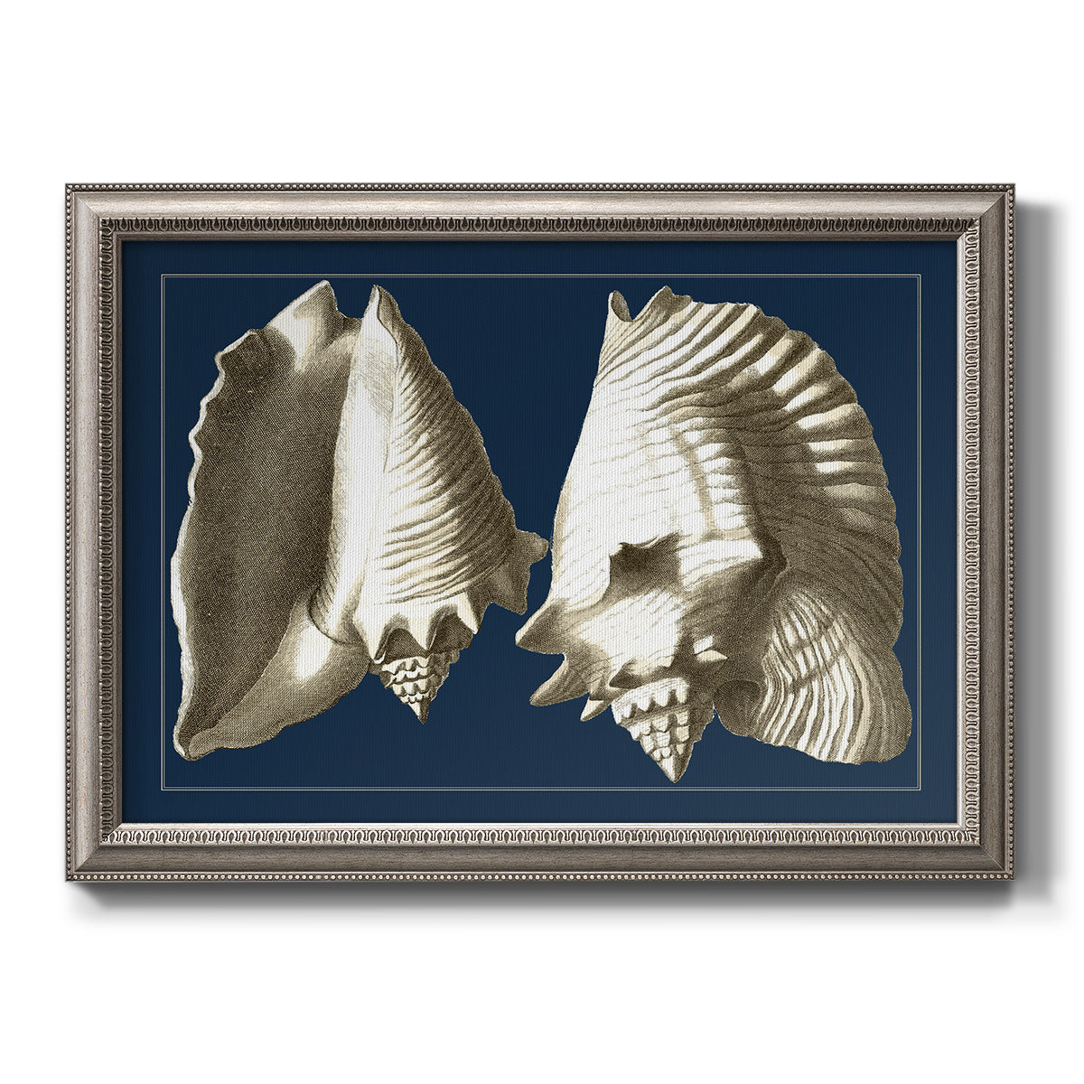 Vintage conch shell illustration on navy background printed on canvas in an ornate vintage silver frame.