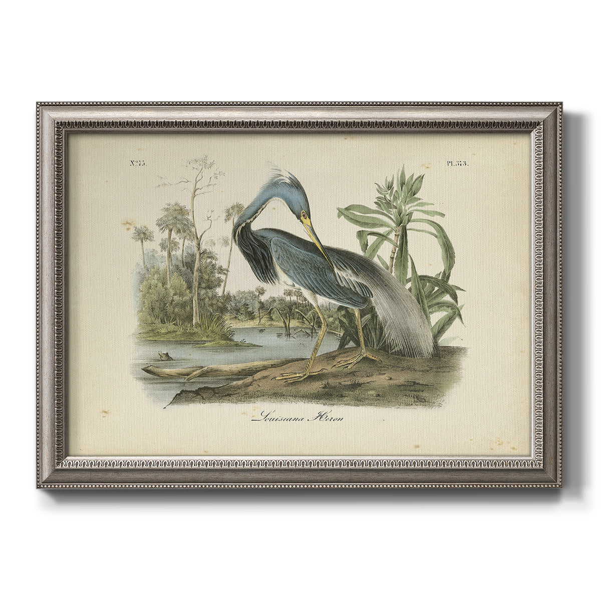 Antique Louisiana heron bird illustration by John James Audubon printed on canvas in an ornate vintage silver frame.