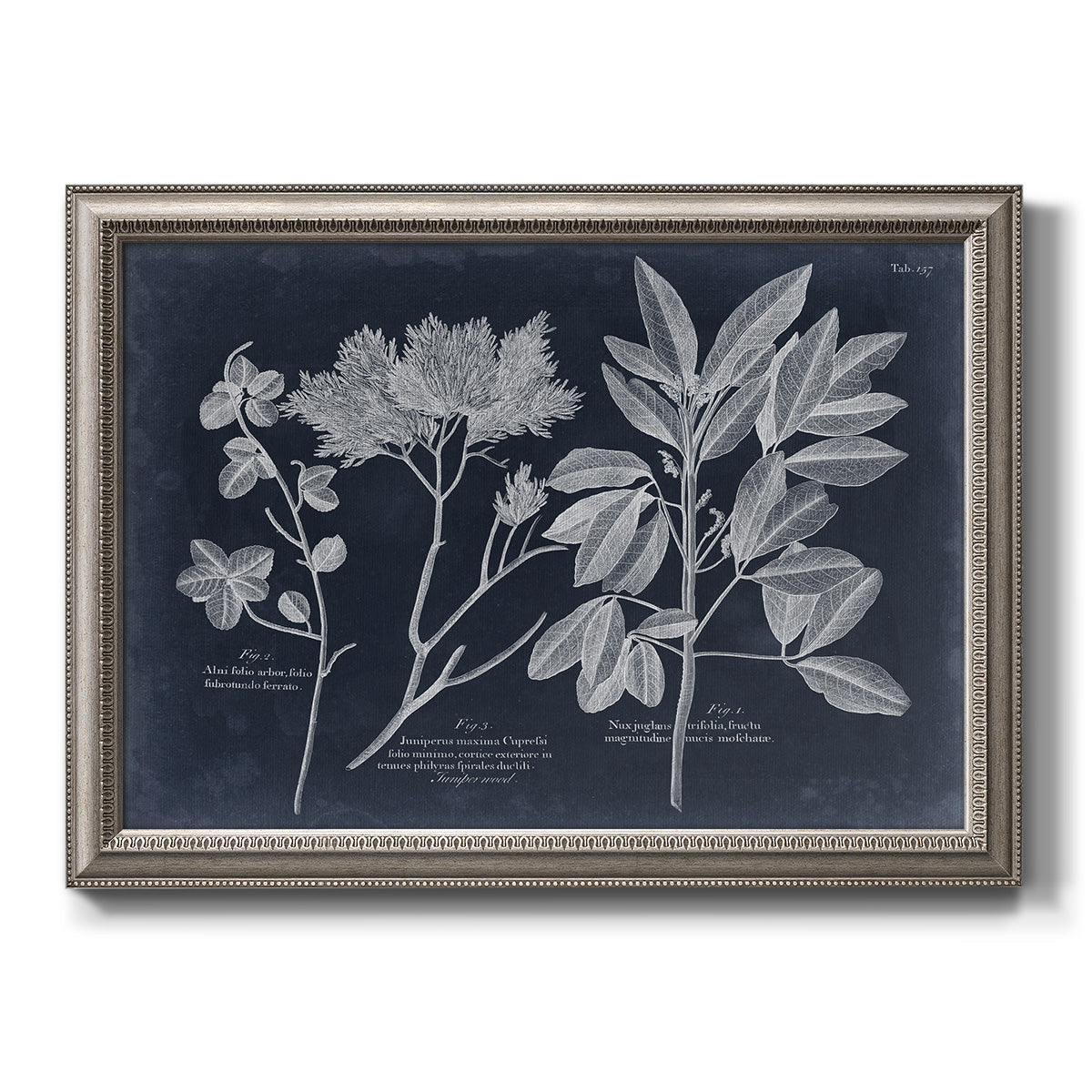Vintage botanical leaf illustration on dark background printed on canvas in an ornate vintage silver frame.