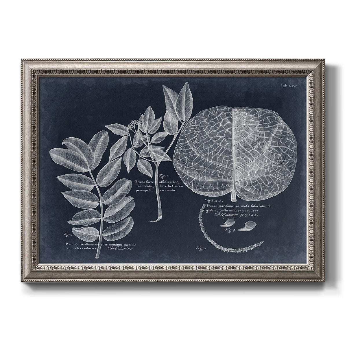 Vintage botanical foliage illustration on navy background printed on canvas in an ornate vintage silver frame.