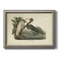 Antique reddish egret bird illustration by John James Audubon printed on canvas in an ornate vintage silver frame.
