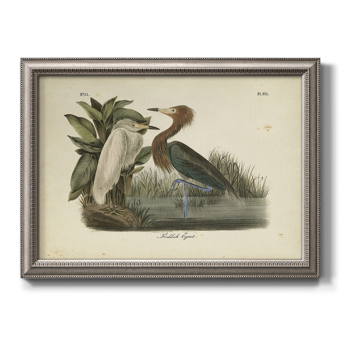 Antique reddish egret bird illustration by John James Audubon printed on canvas in an ornate vintage silver frame.