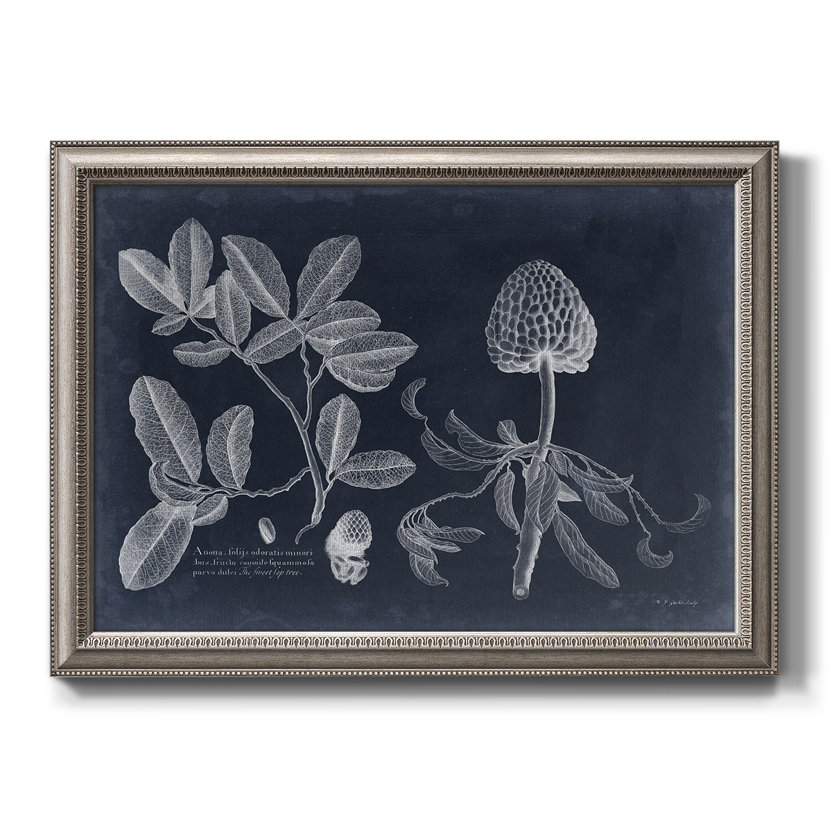 Antique botanical foliage illustration on navy background printed on canvas in an ornate vintage silver frame.