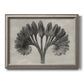Vintage botanical plant study photograph by Karl Blossfeldt printed on canvas in an ornate vintage silver frame.