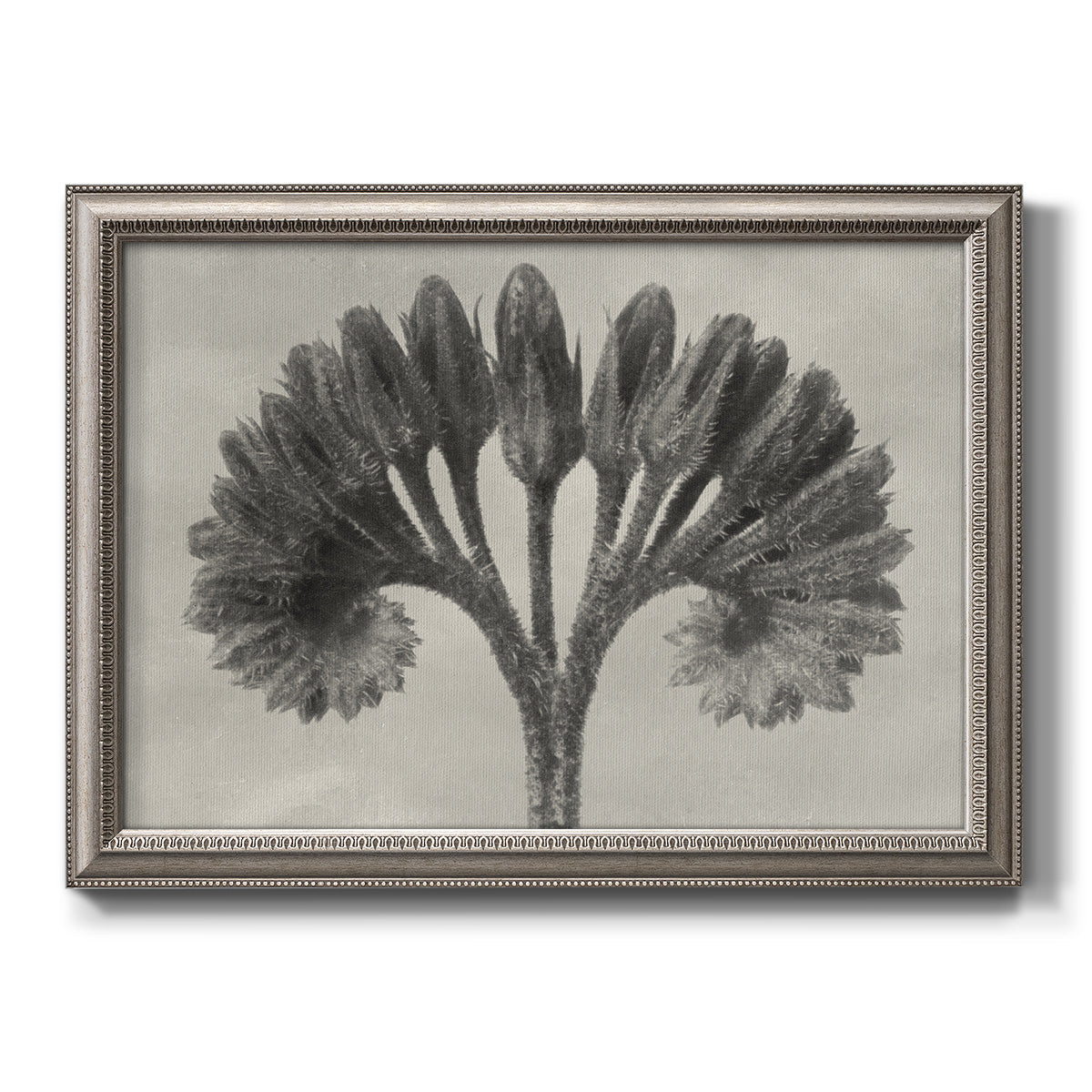 Vintage botanical plant study photograph by Karl Blossfeldt printed on canvas in an ornate vintage silver frame.