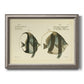 Antique fish species illustration diagram printed on canvas in an ornate vintage silver frame.