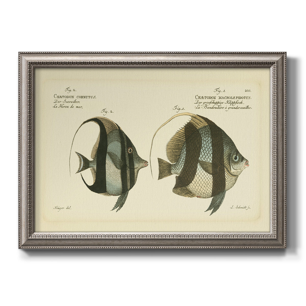 Antique fish species illustration diagram printed on canvas in an ornate vintage silver frame.