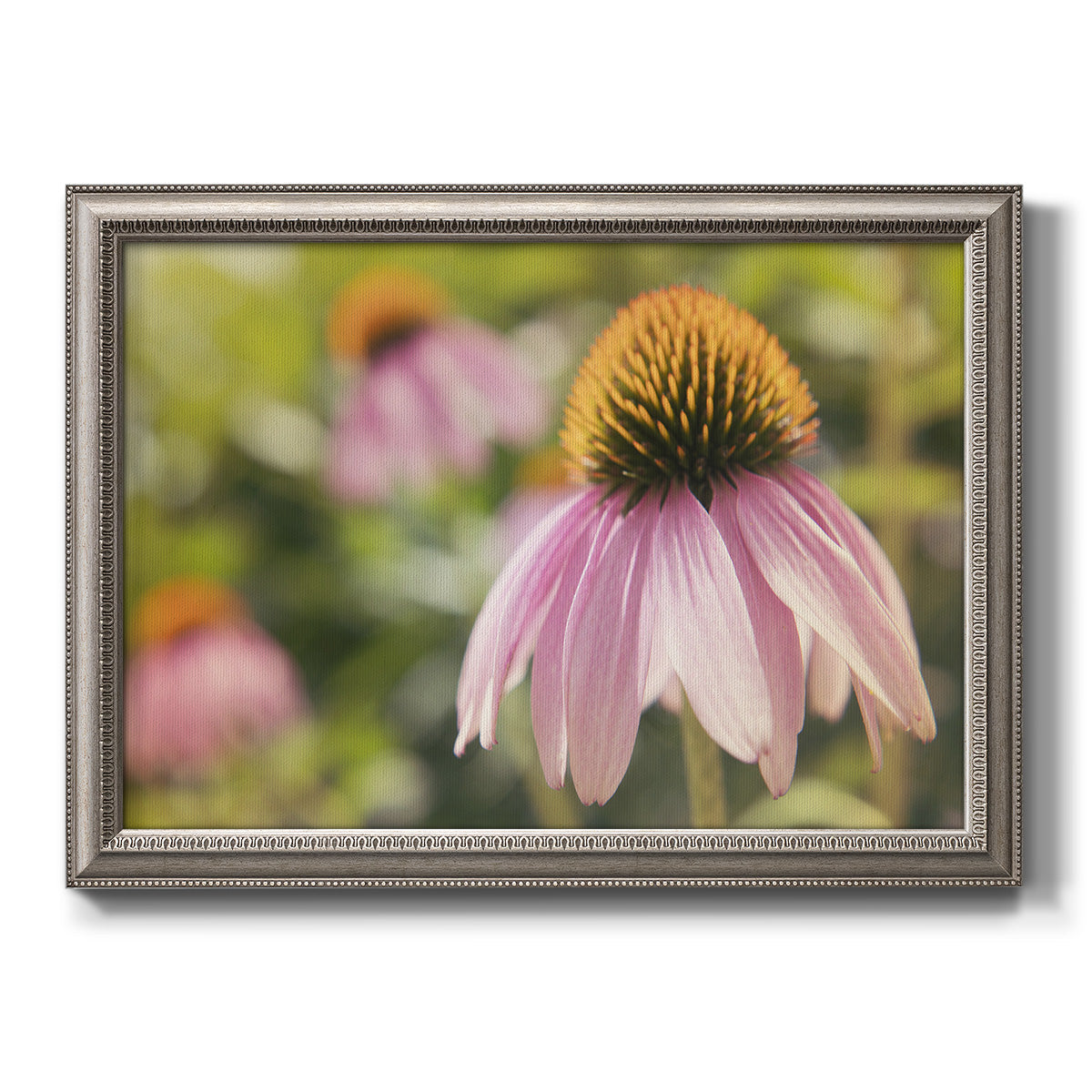 Echinacea flower botanical photography printed on canvas in an ornate vintage silver frame.