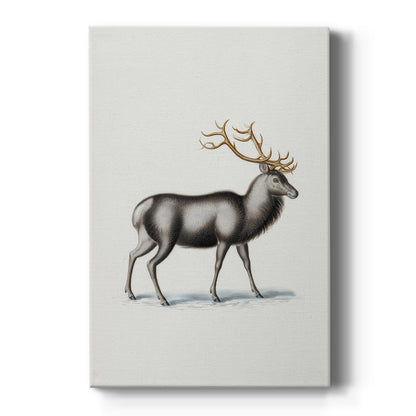 Pearled Night at Midnight - Canvas Art Print