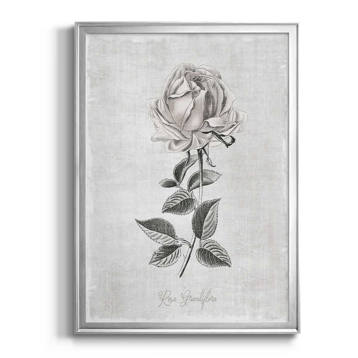 Vintage Botanical II - Modern Framed Canvas Print