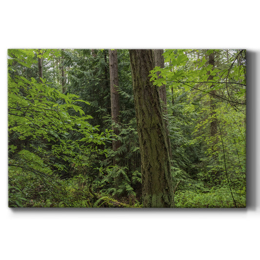 Calm of the Forest Premium Gallery Wrapped Canvas - Ready to Hang