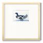 Mallard Blue II - Double Matboard Framed Print