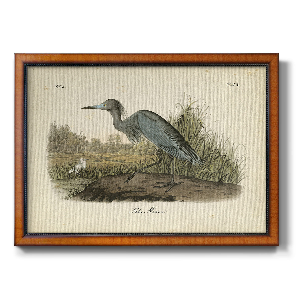 Audubons Blue Heron Premium Framed Canvas- Ready to Hang