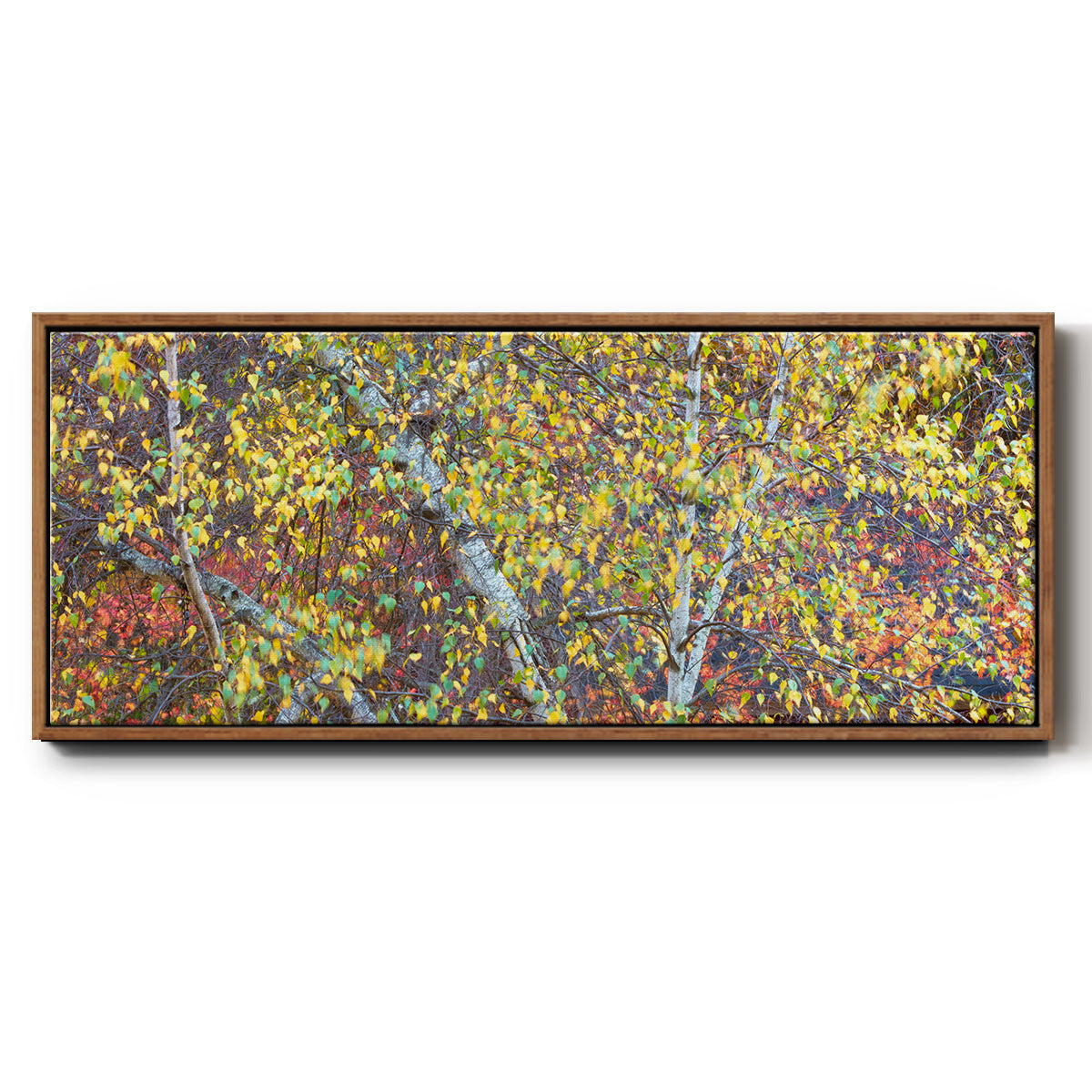 Tree Panorama IV - Floater Framed Canvas Print
