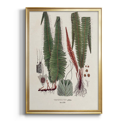 Botanical Society Ferns IV - Modern Framed Canvas Print