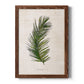 Palm Botanical II - Barnwood Framed Canvas Print