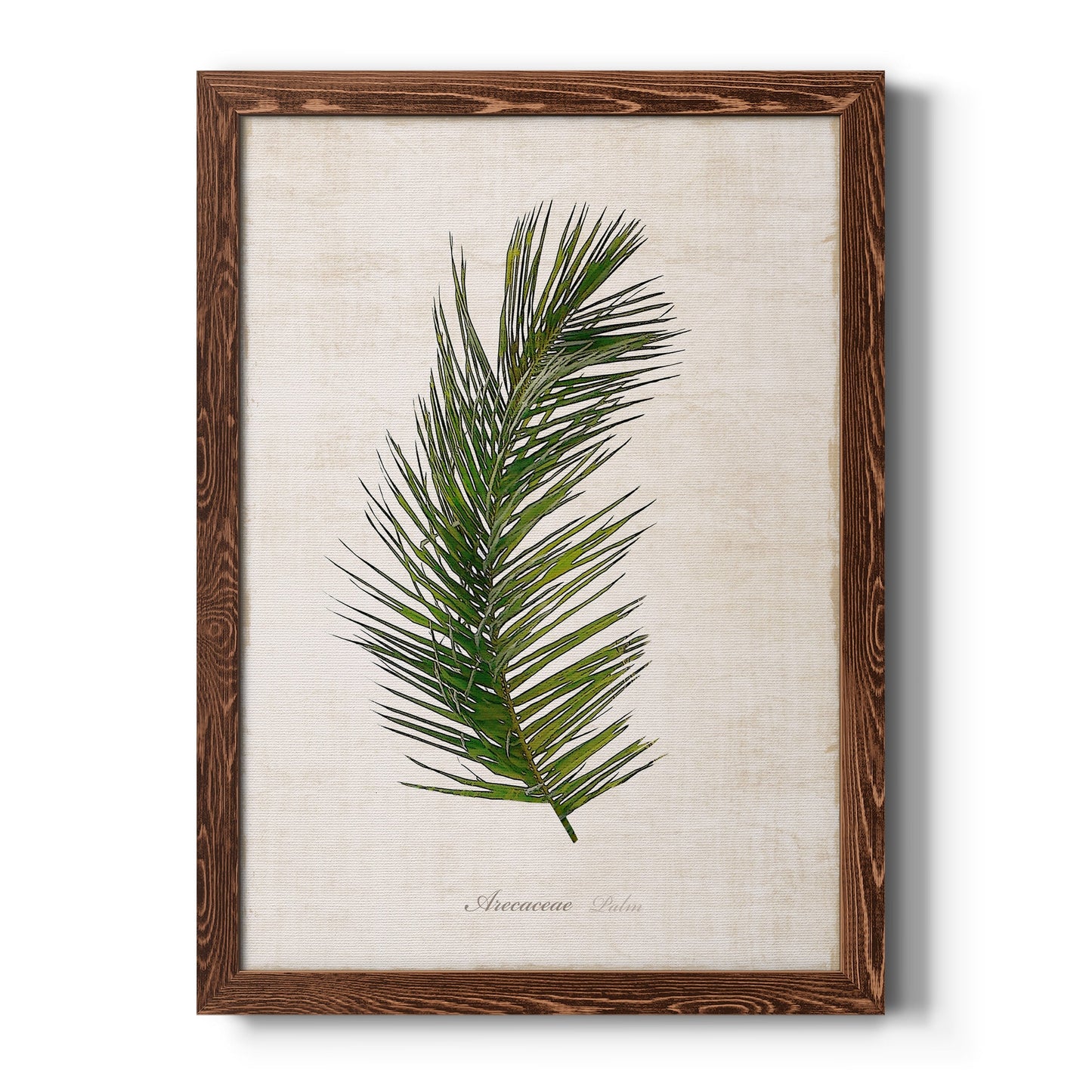 Palm Botanical II - Barnwood Framed Canvas Print