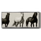 Wild Stallions - Floater Framed Canvas Print