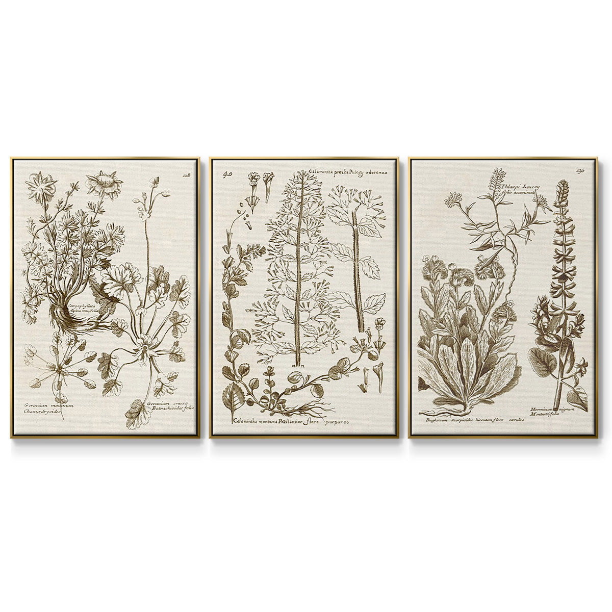 Sepia Botanical Journal IV - Framed Premium Gallery Wrapped Canvas L Frame 3 Piece Set - Ready to Hang