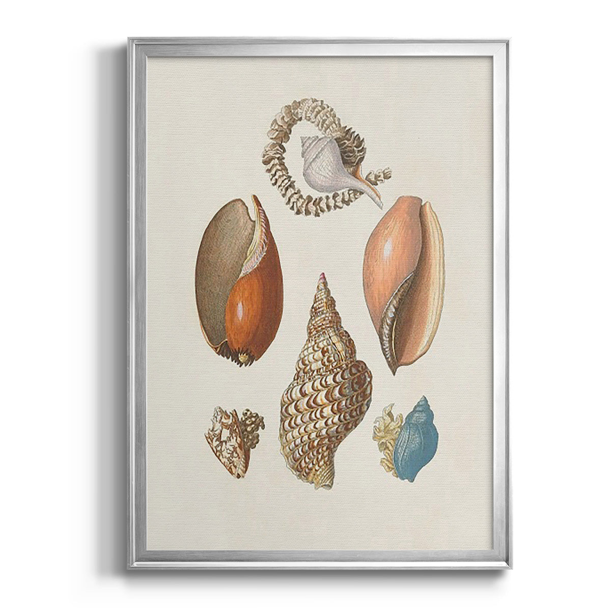 Knorr Shells & Coral I - Modern Framed Canvas Print
