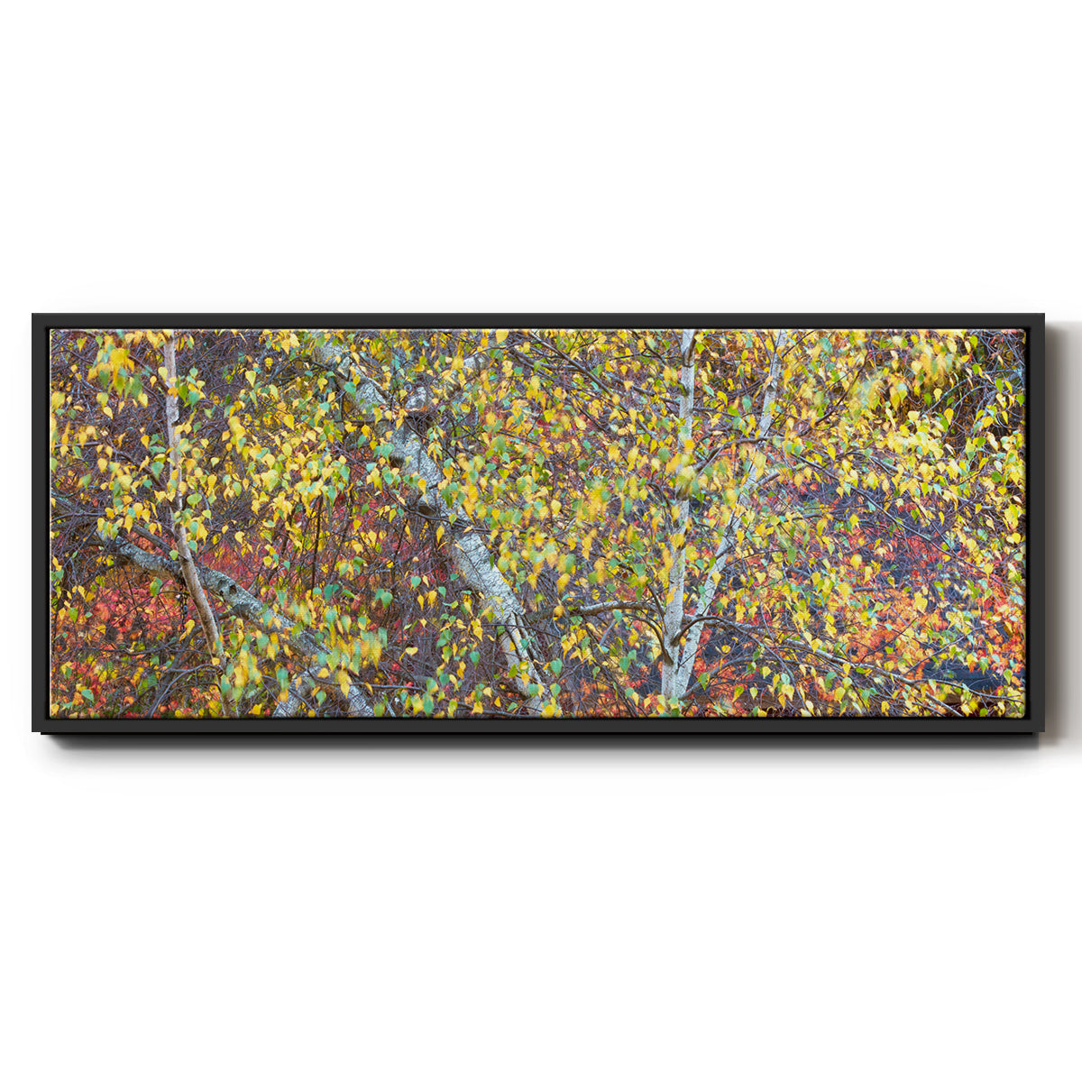 Tree Panorama IV - Floater Framed Canvas Print