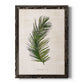 Palm Botanical II - Barnwood Framed Canvas Print