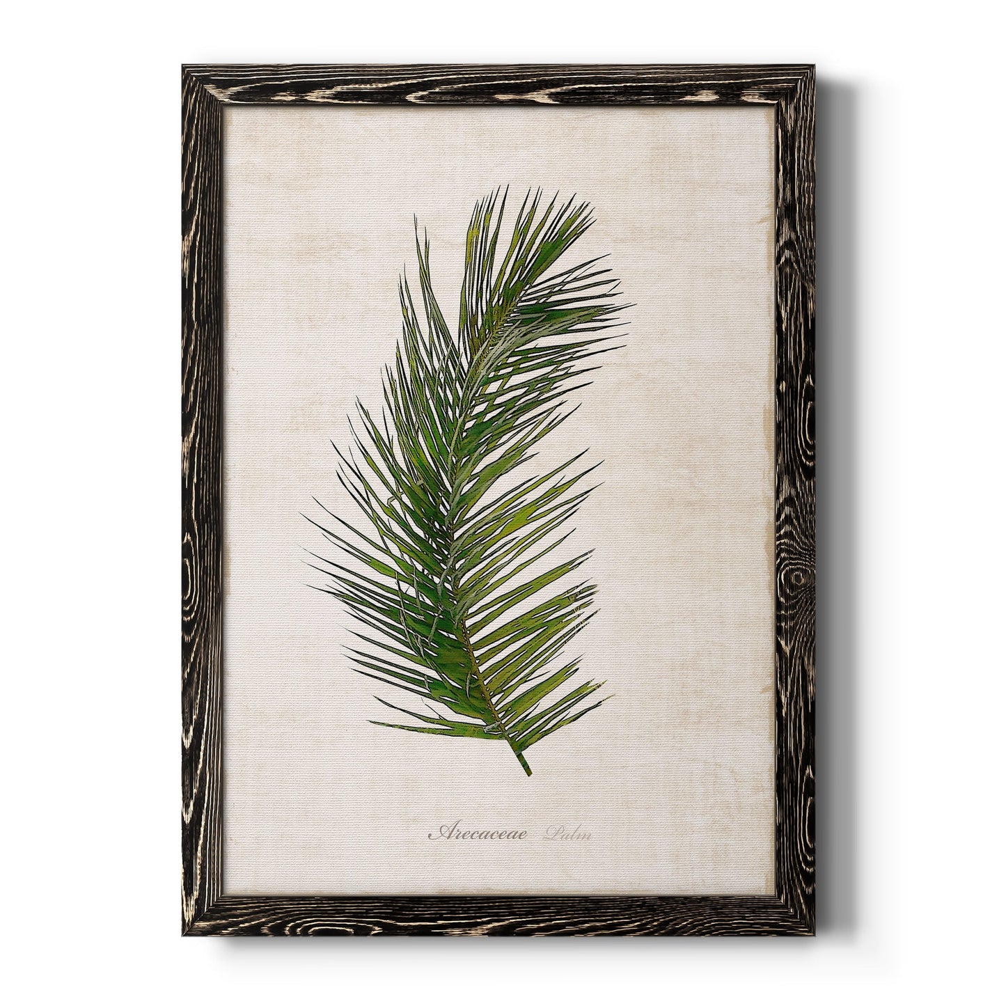 Palm Botanical II - Barnwood Framed Canvas Print