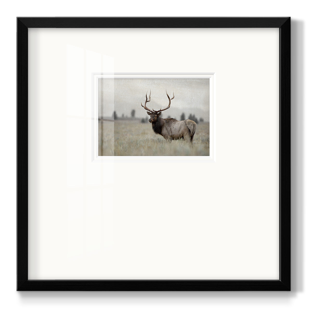 Grand Elk - Double Matboard Framed Print