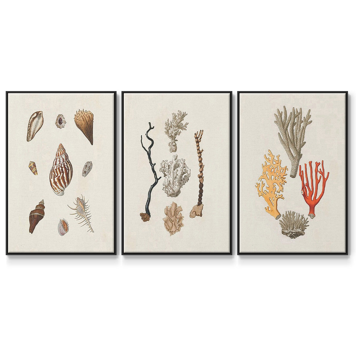 Knorr Shells & Coral IV - Framed Premium Gallery Wrapped Canvas L Frame 3 Piece Set - Ready to Hang