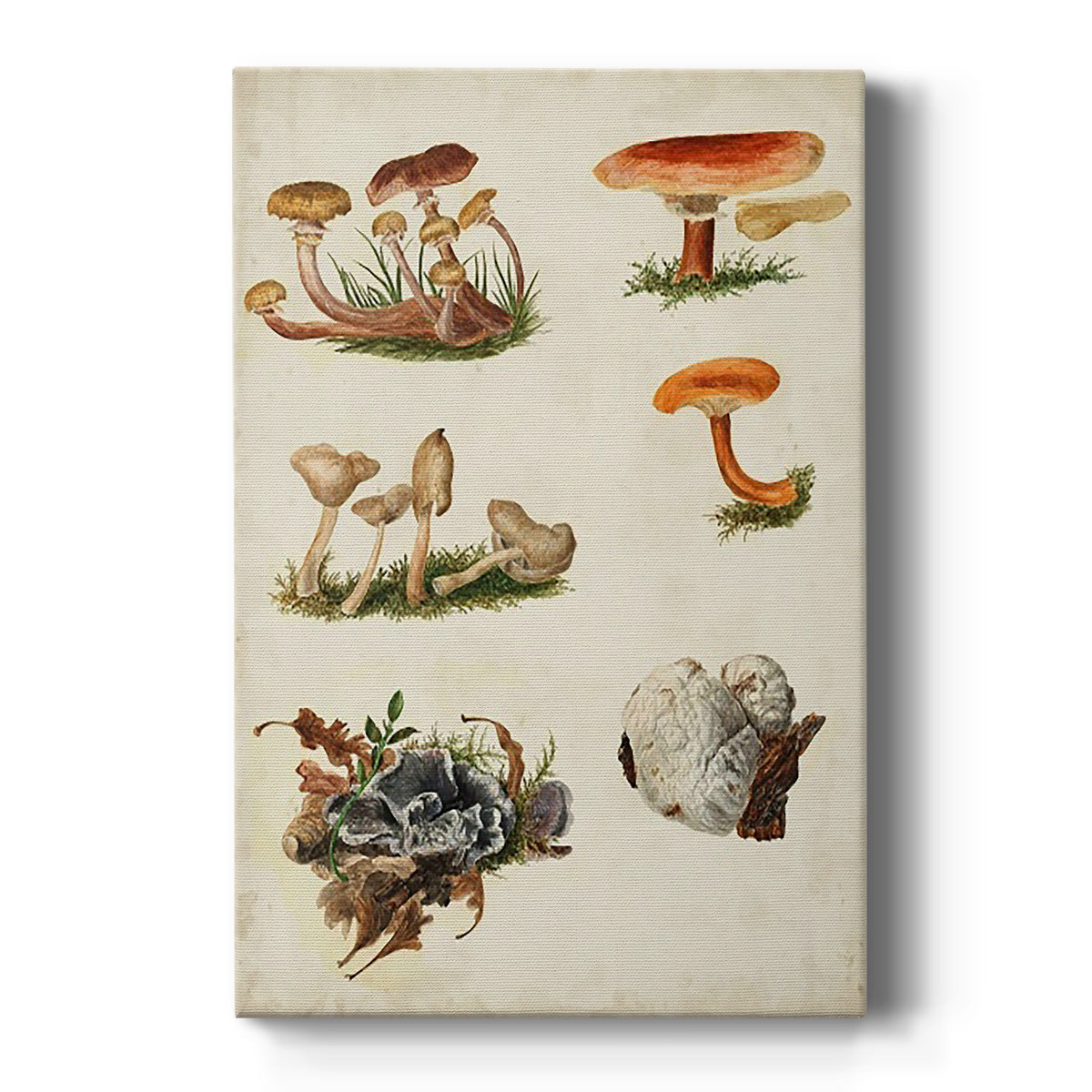 Mushroom Species X - Canvas Art Print
